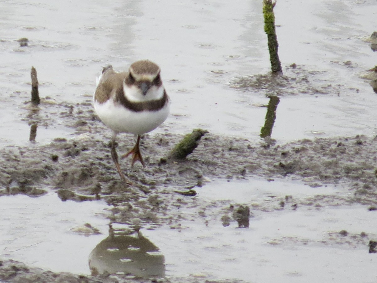 Semipalmated Plover - ML43787051