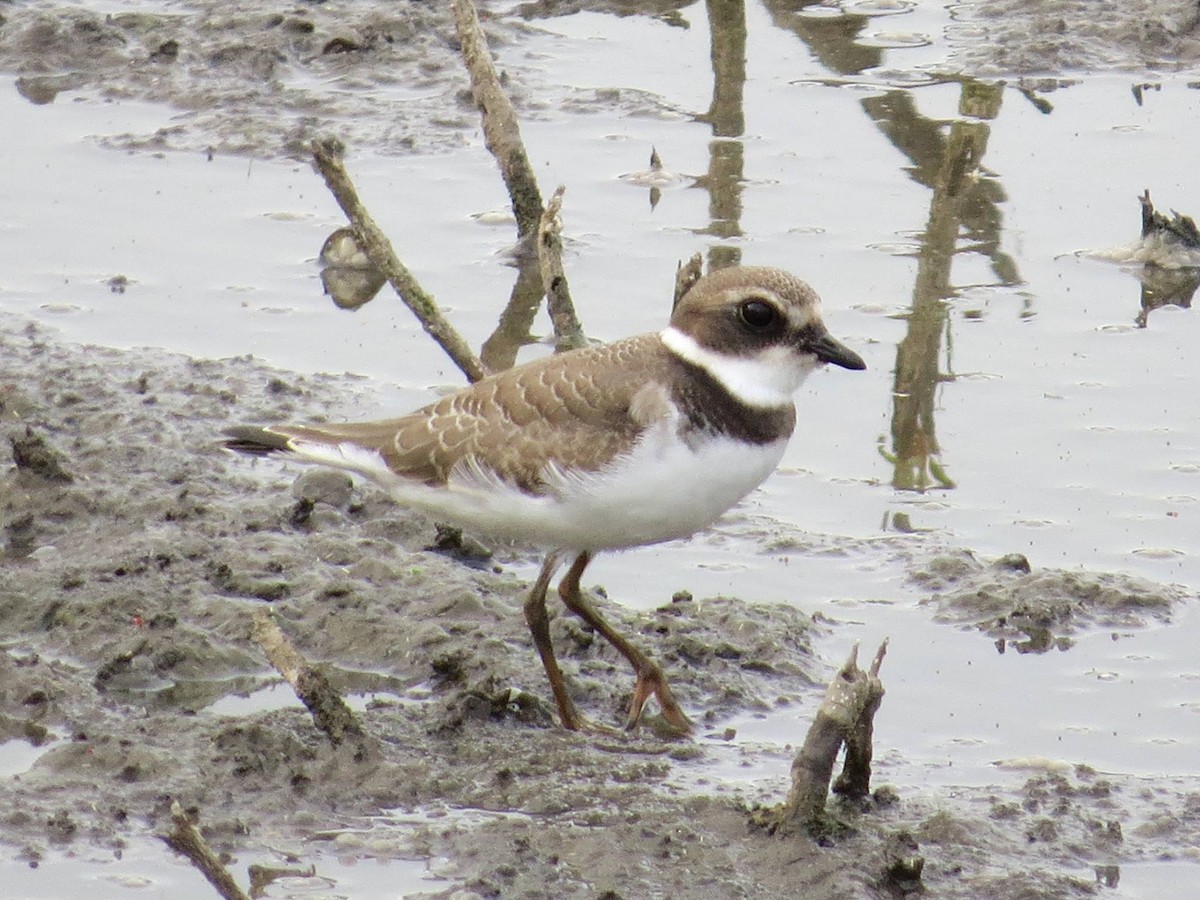Semipalmated Plover - ML43787061
