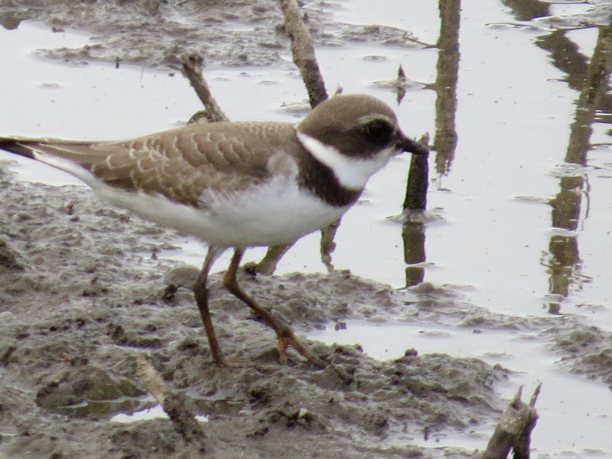 Semipalmated Plover - ML43787071