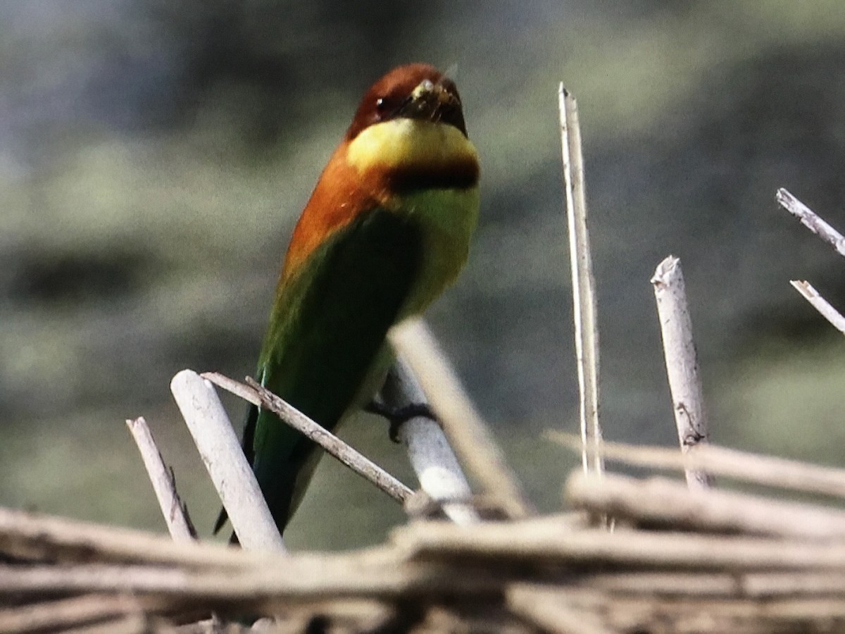 Chestnut-headed Bee-eater - ML437871391