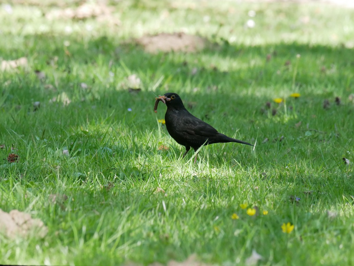 Eurasian Blackbird - ML437871891