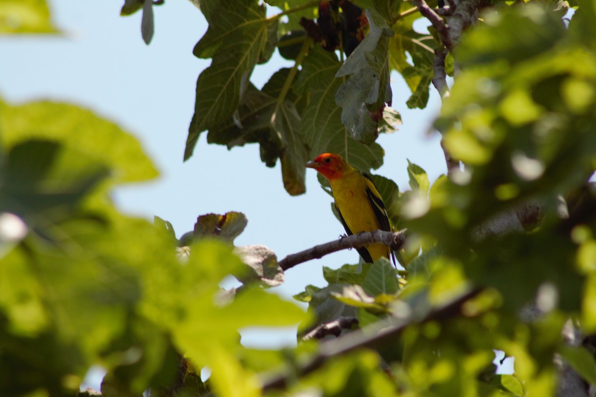 Western Tanager - ML437875571