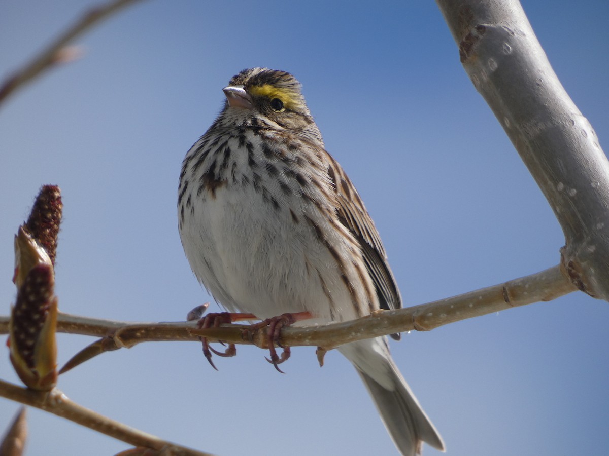 Savannah Sparrow - ML437883101