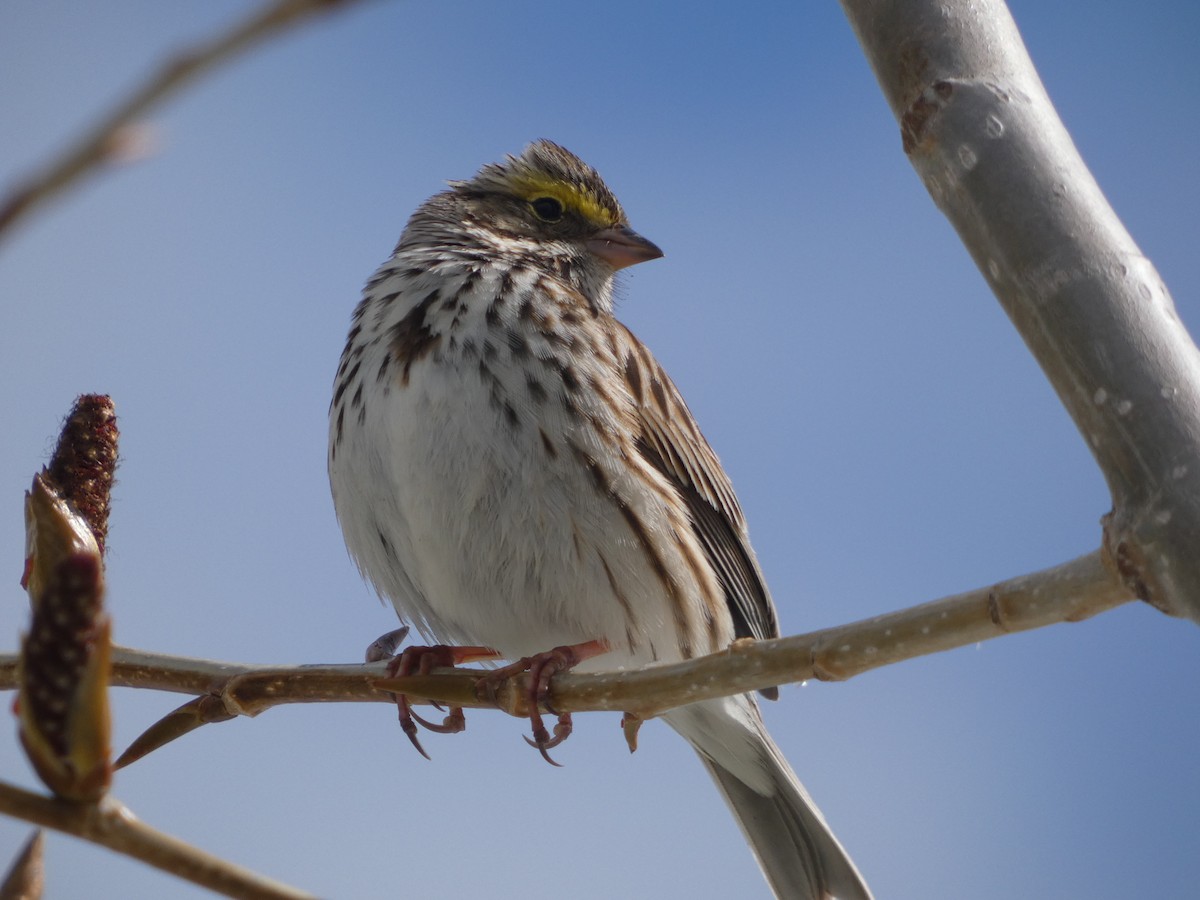 Savannah Sparrow - ML437883111
