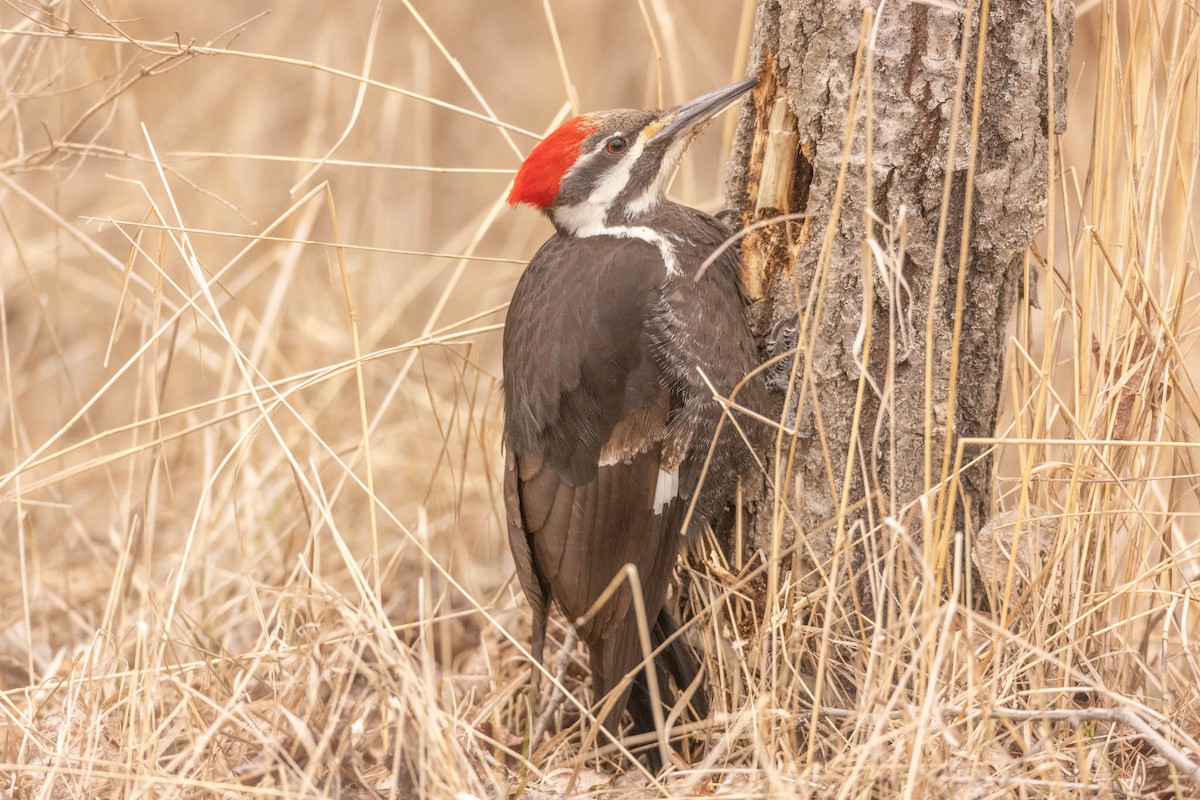 Pileated Woodpecker - Brendan Klick