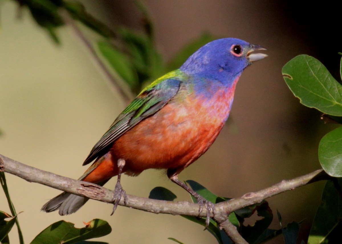 Painted Bunting - ML437895461
