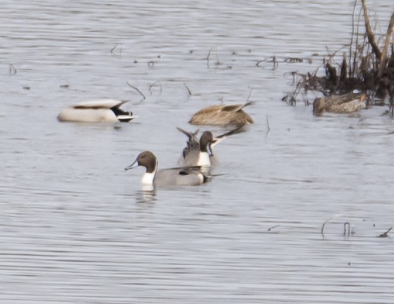 Northern Pintail - james poling