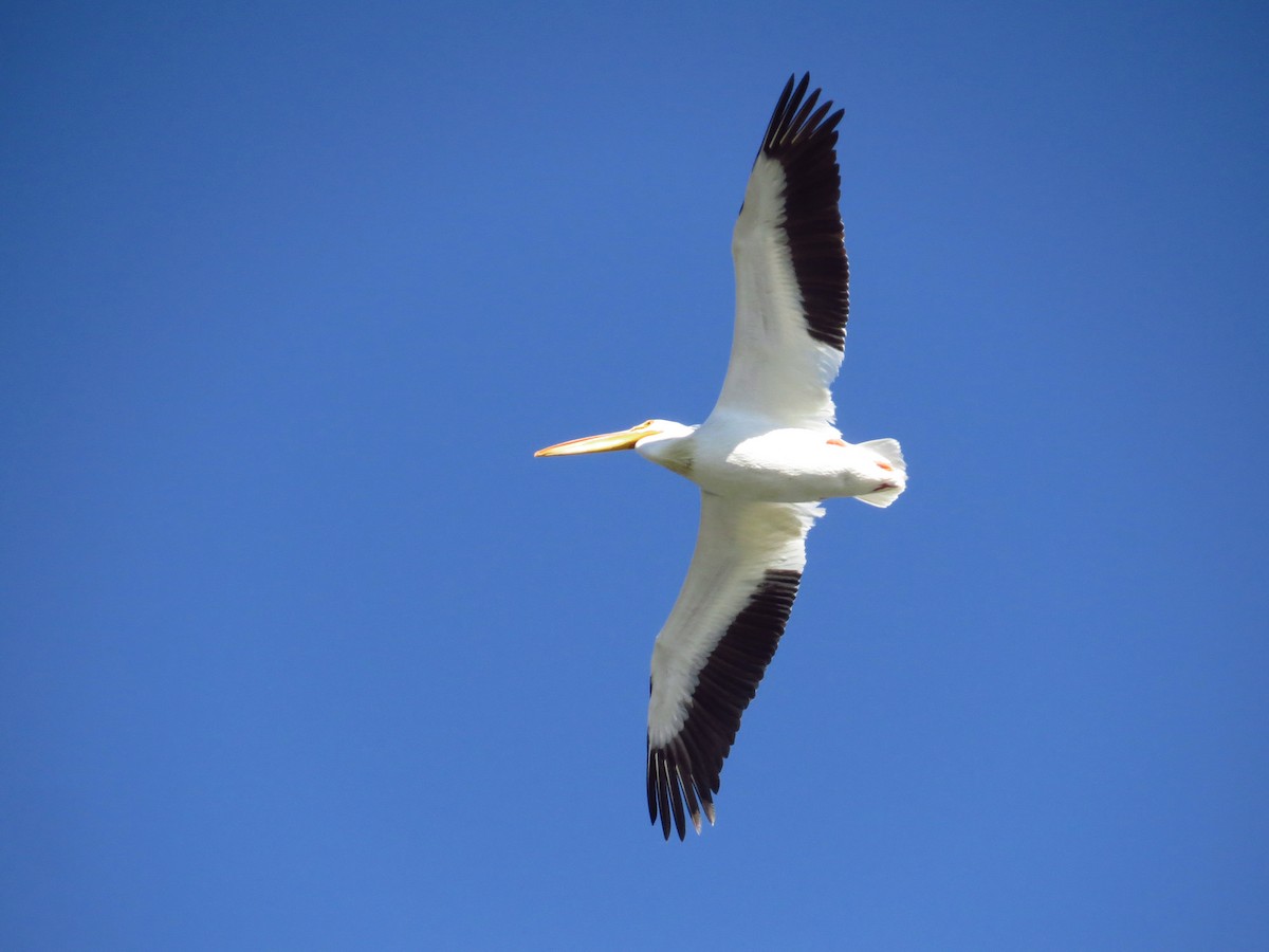 American White Pelican - Ian Hearn