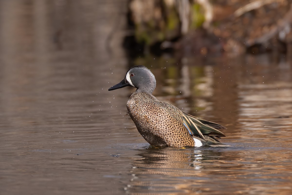 Blue-winged Teal - ML437914071
