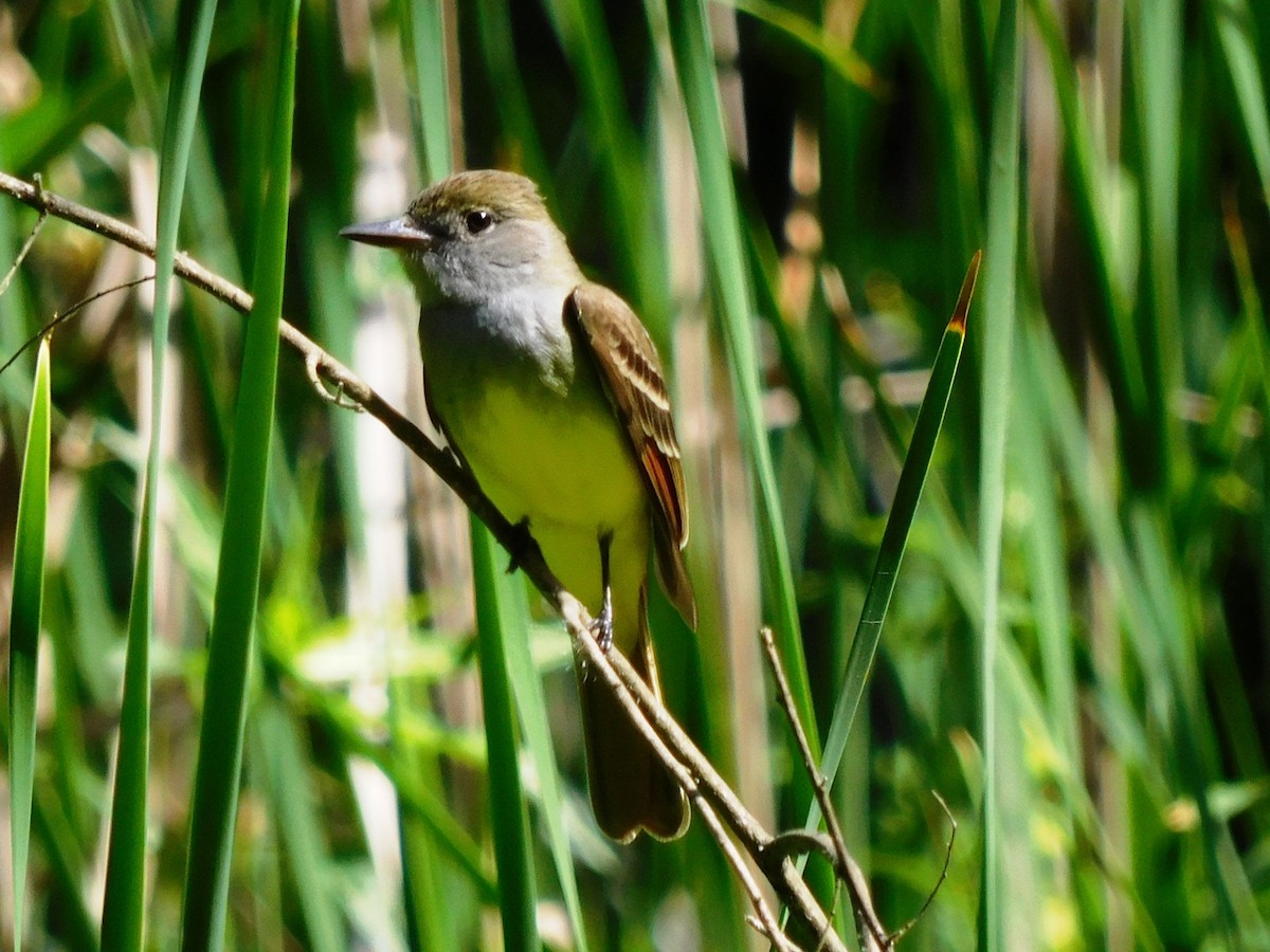 Great Crested Flycatcher - ML437922391