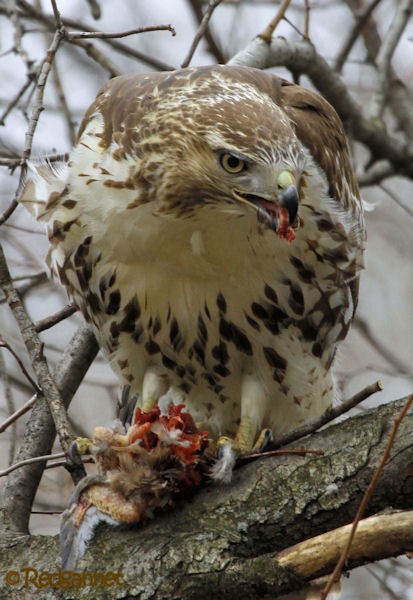 Red-tailed Hawk - 10,000 Birds Collaborative