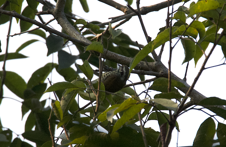 Speckled Piculet - ML43792511