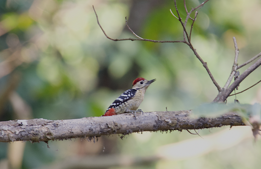 Fulvous-breasted Woodpecker - Ashis Kumar  Pradhan