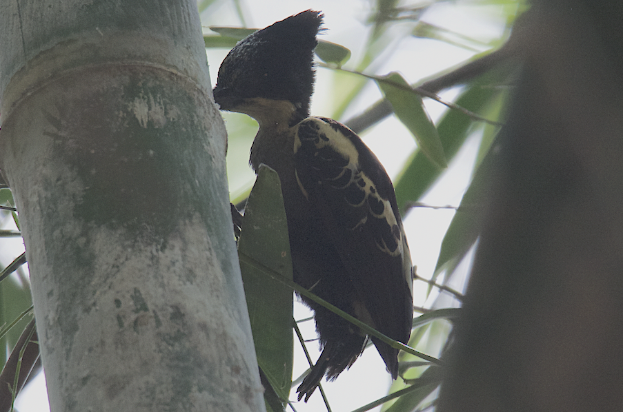 Heart-spotted Woodpecker - ML43792641