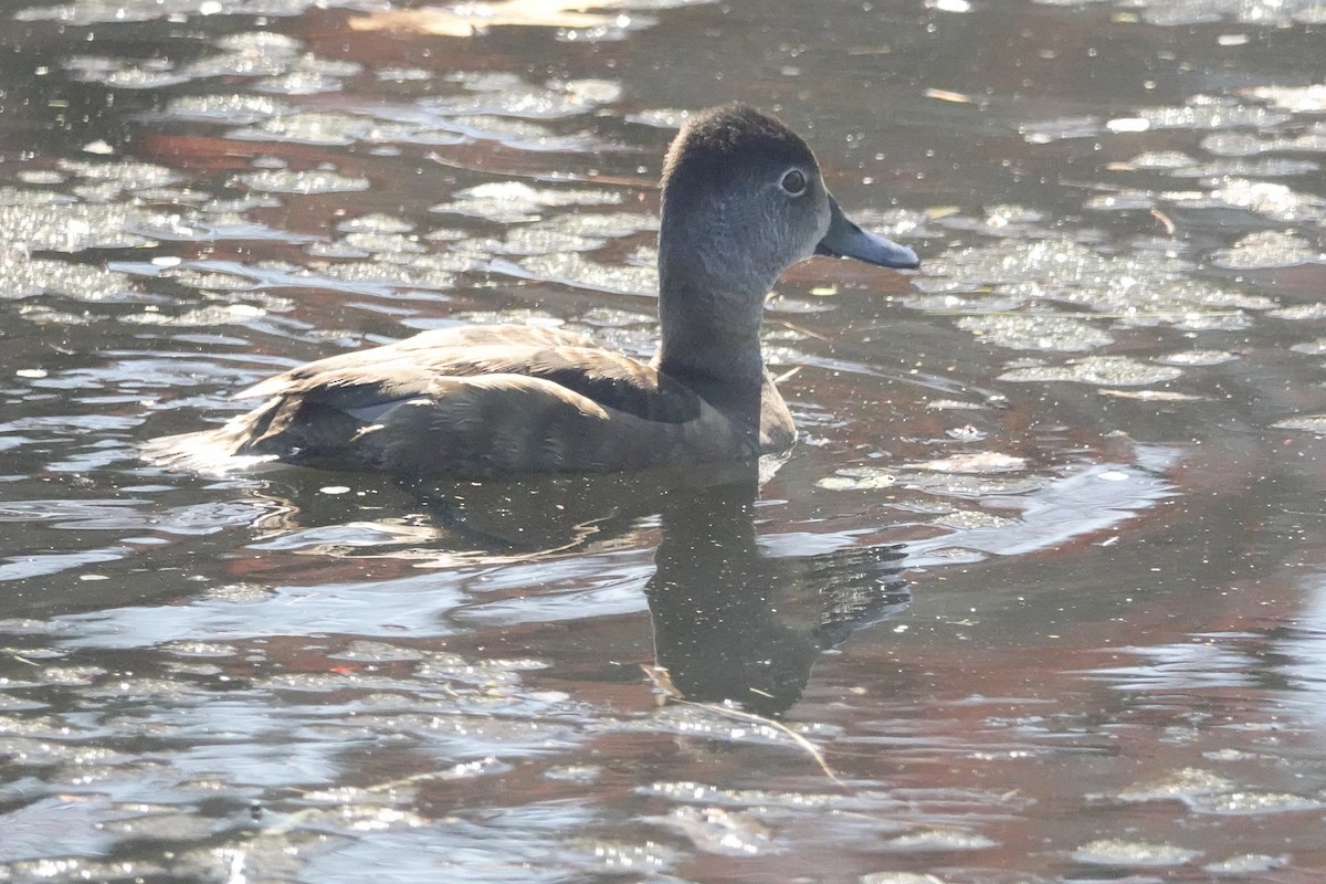 Ring-necked Duck - ML437927541