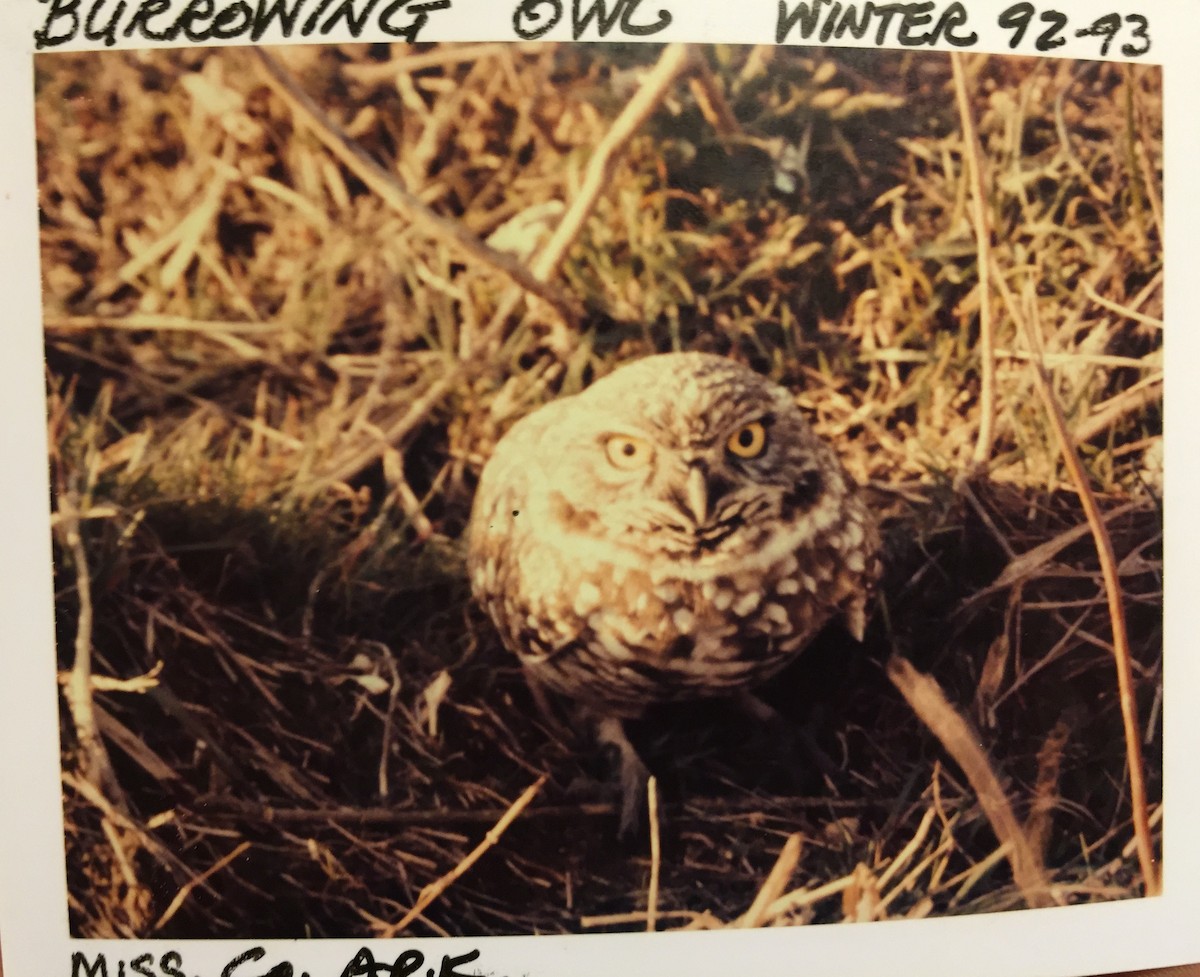 Burrowing Owl - Jeff R. Wilson