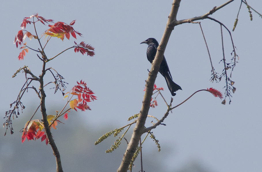 Hair-crested Drongo - ML43792991
