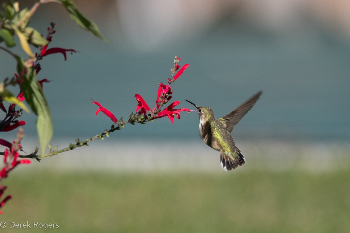 Calliope Hummingbird - Derek Rogers