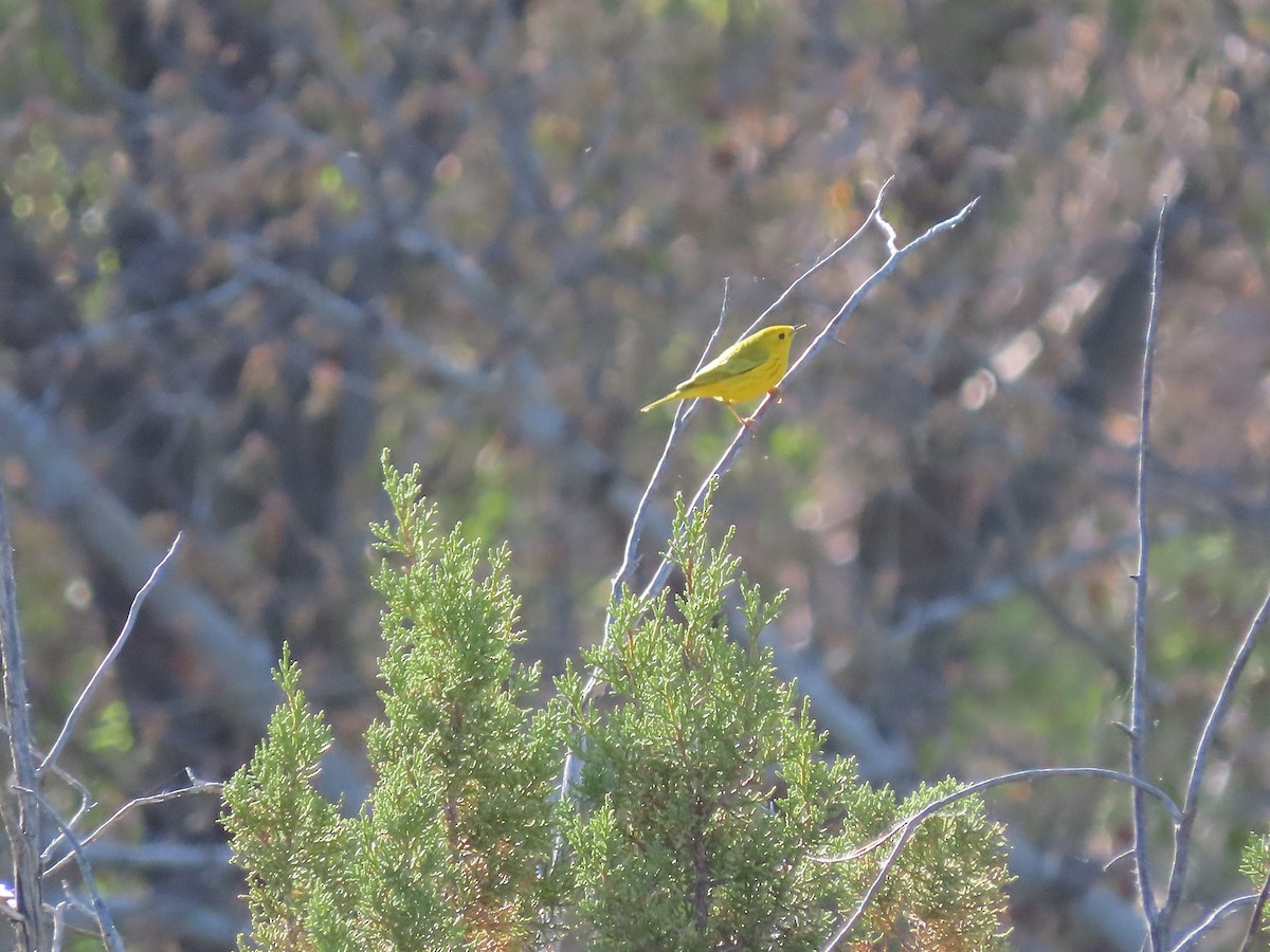 Yellow Warbler - ML437941931