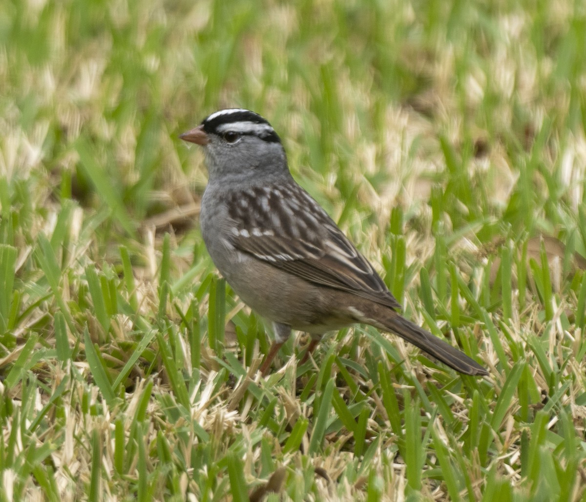White-crowned Sparrow - ML437942331