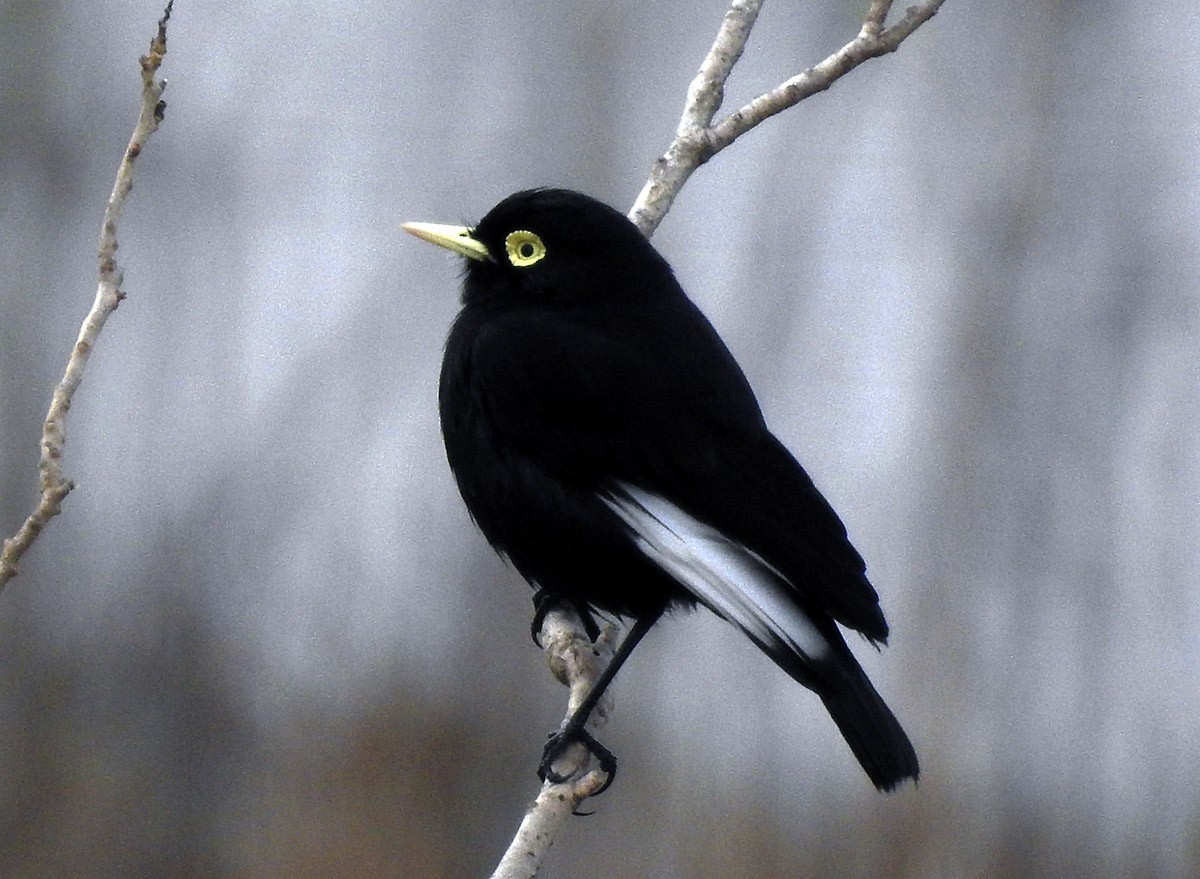 Spectacled Tyrant - ML437946831