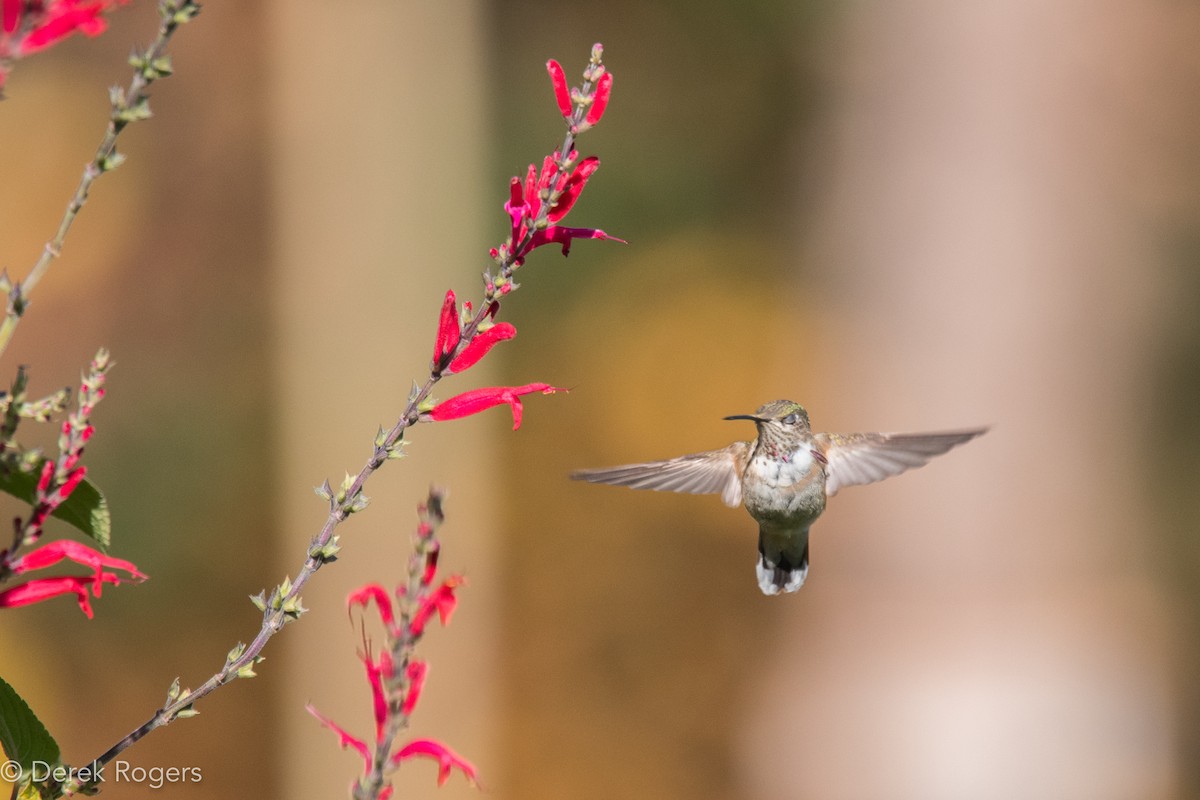Calliope Hummingbird - ML43794971