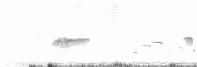 Средиземноморский жаворонок - ML437955191