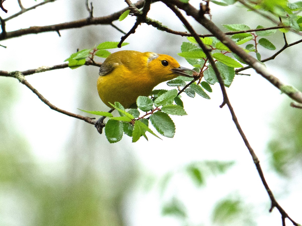Prothonotary Warbler - ML437963761