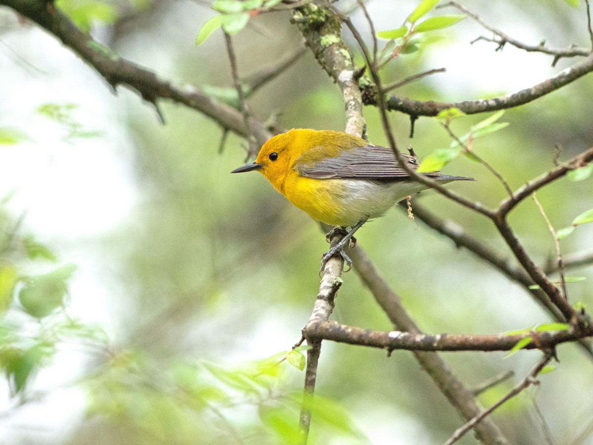 Prothonotary Warbler - ML437964041