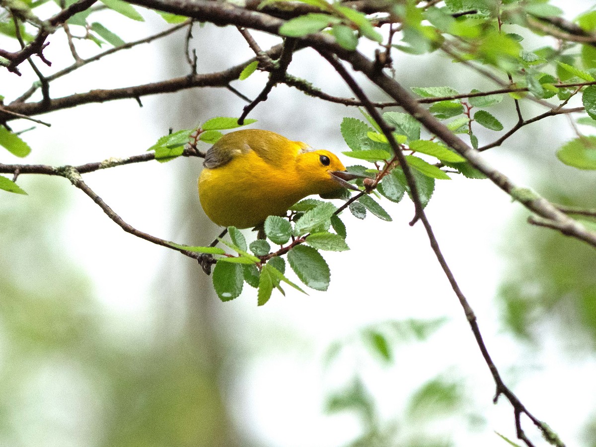 Prothonotary Warbler - ML437964571