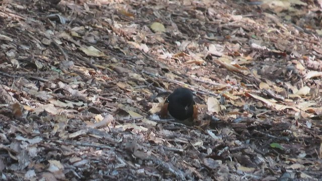 Spotted Towhee - ML437964851