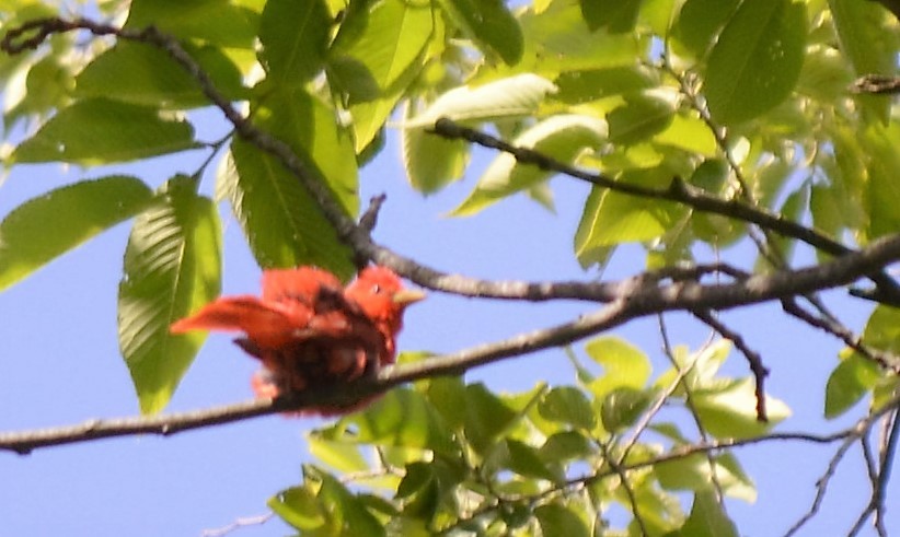 Summer Tanager - Adriana Losey