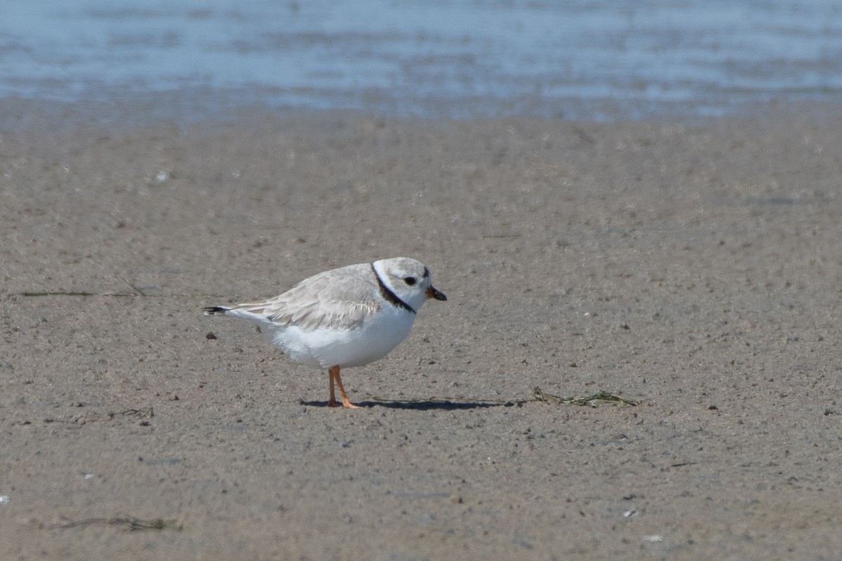 Piping Plover - Christy Hibsch