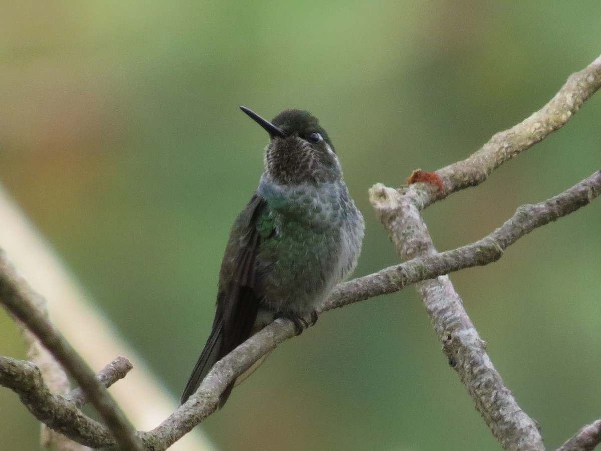 Green-breasted Mountain-gem - ML43797071