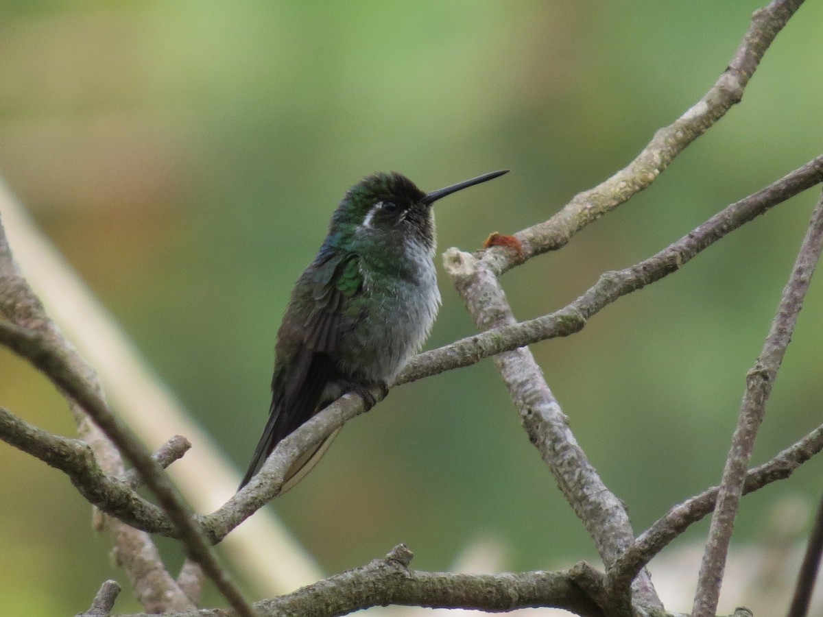 Green-breasted Mountain-gem - ML43797101