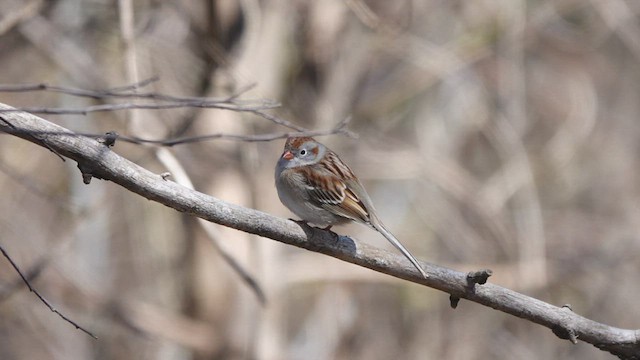 Field Sparrow - ML437973871