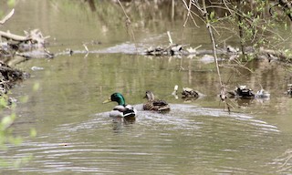 Mallard, ML437974651