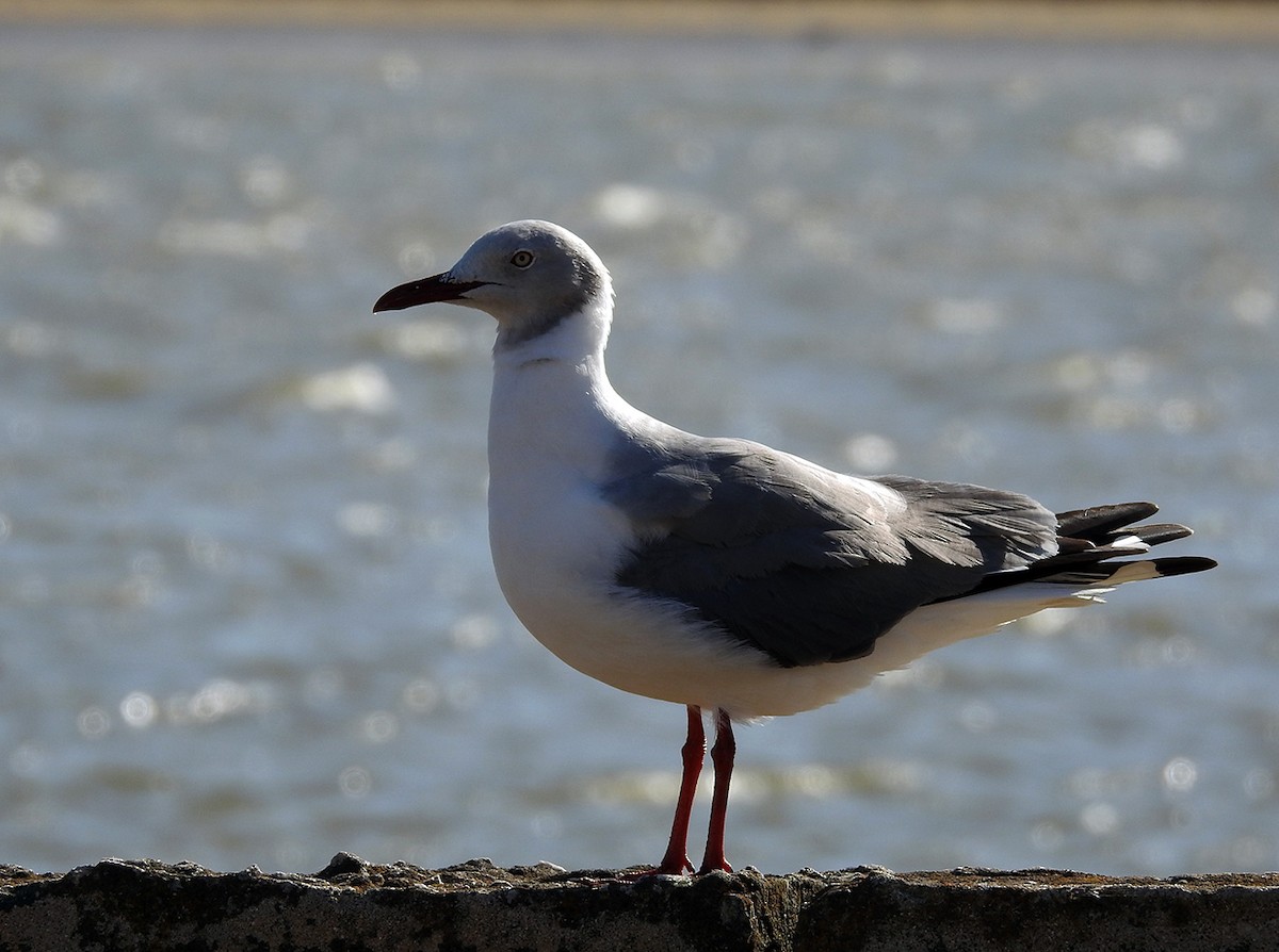 Gray-hooded Gull - Hernan Bauret