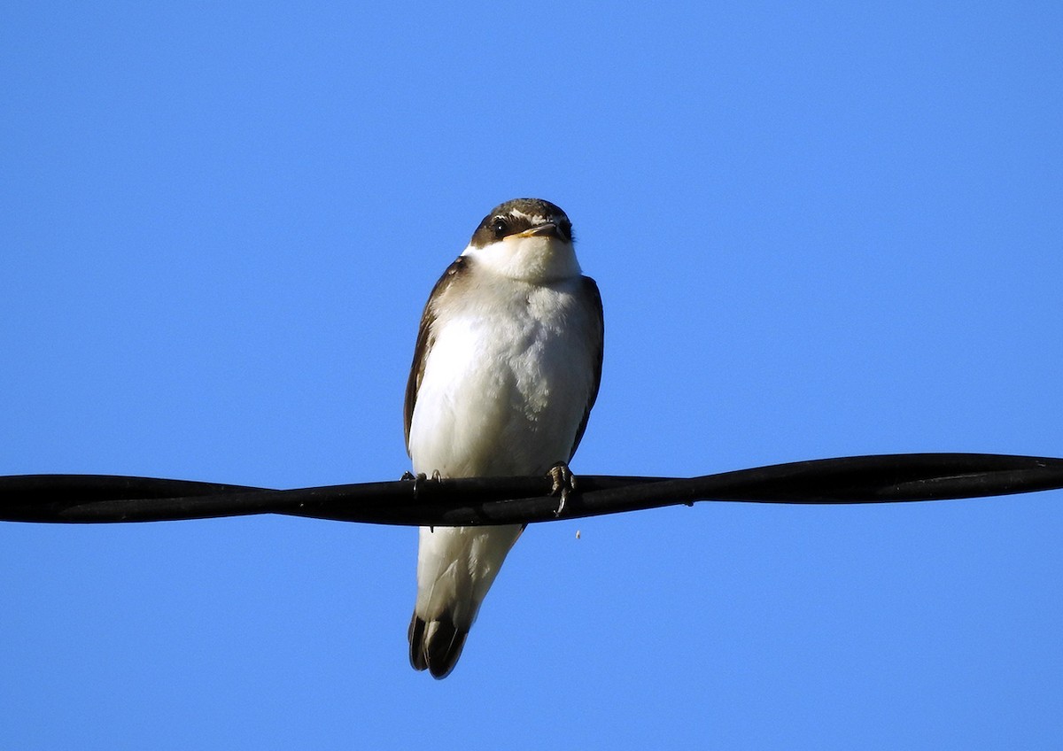 White-rumped Swallow - Hernan Bauret