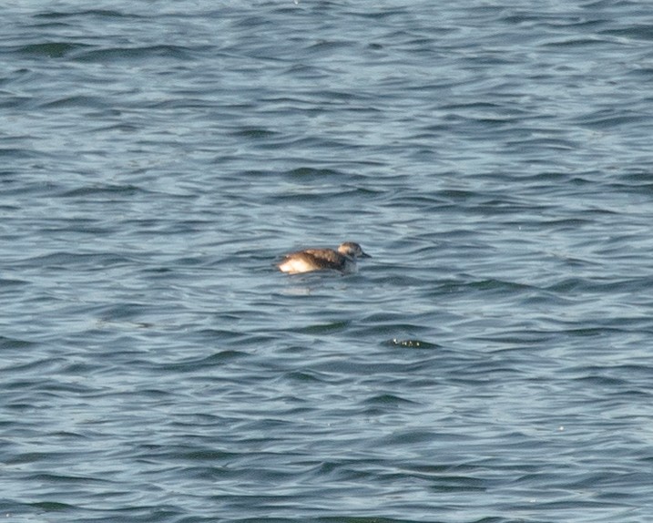 Long-tailed Duck - ML43798471