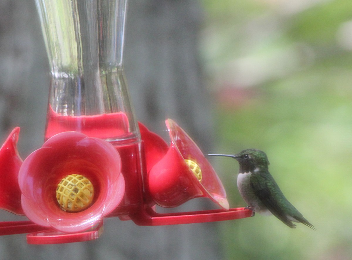 Ruby-throated Hummingbird - ML437987681