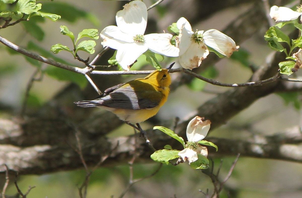 Prothonotary Warbler - ML437987991