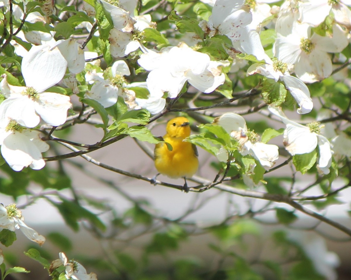 Prothonotary Warbler - ML437988001