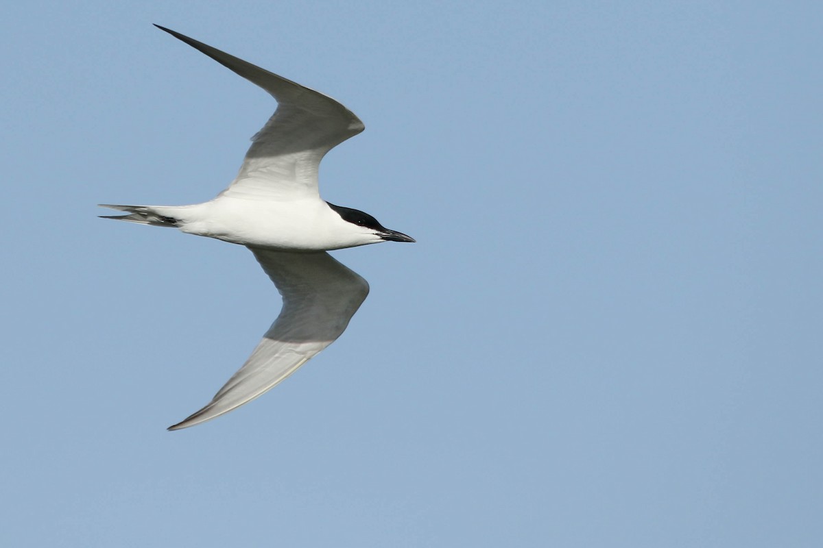Gull-billed Tern - Benjamin Hack