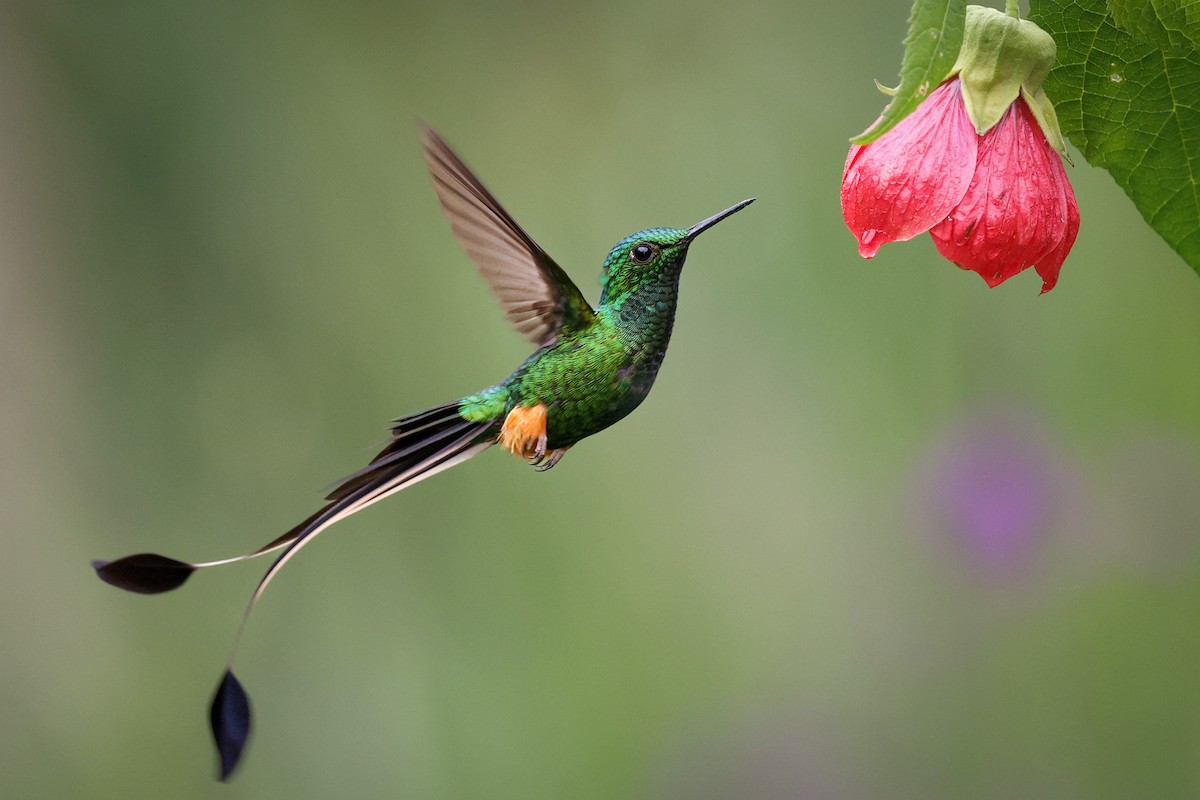 Win a free spot in the Cornell Lab’s NEW hummingbird course - eBird