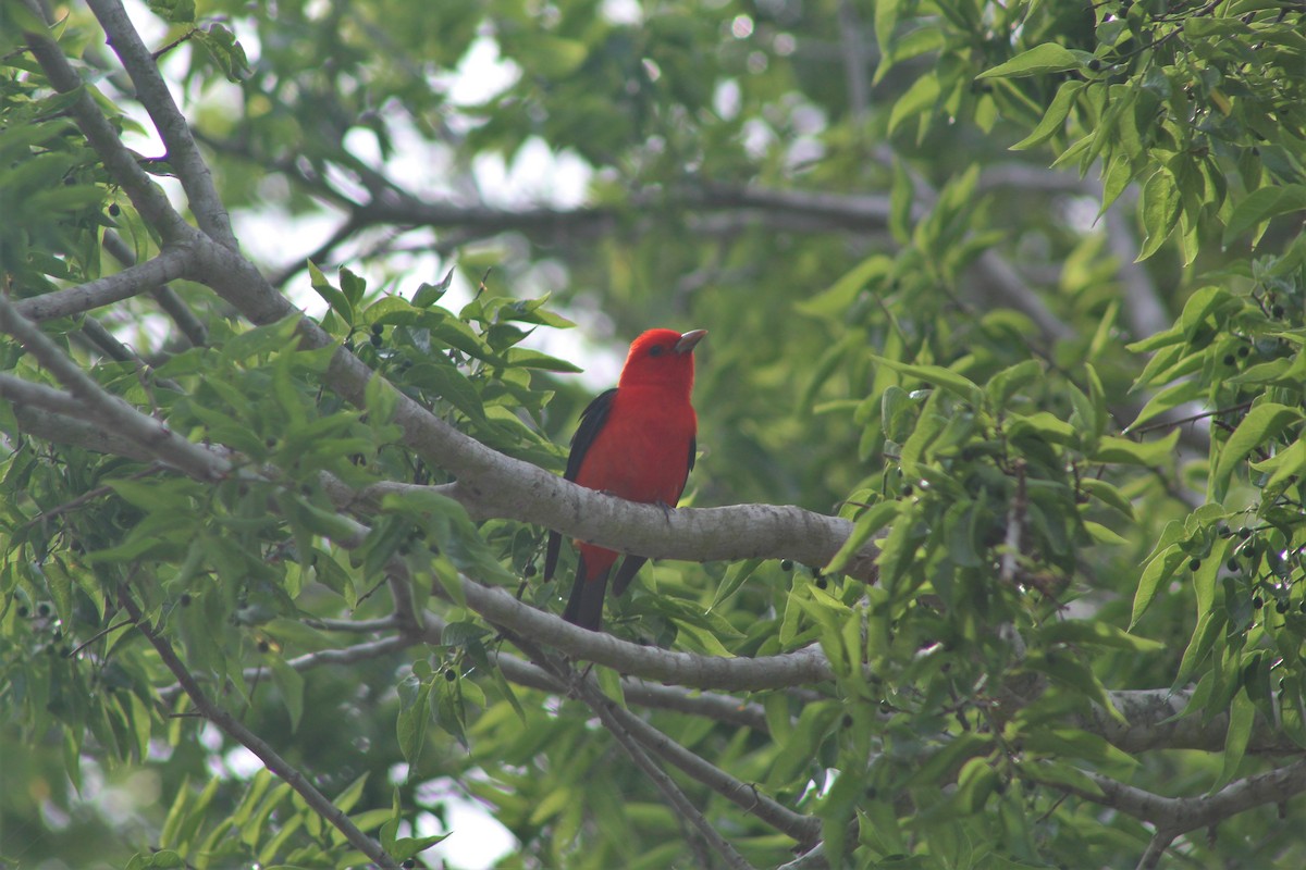 Scarlet Tanager - ML437995061