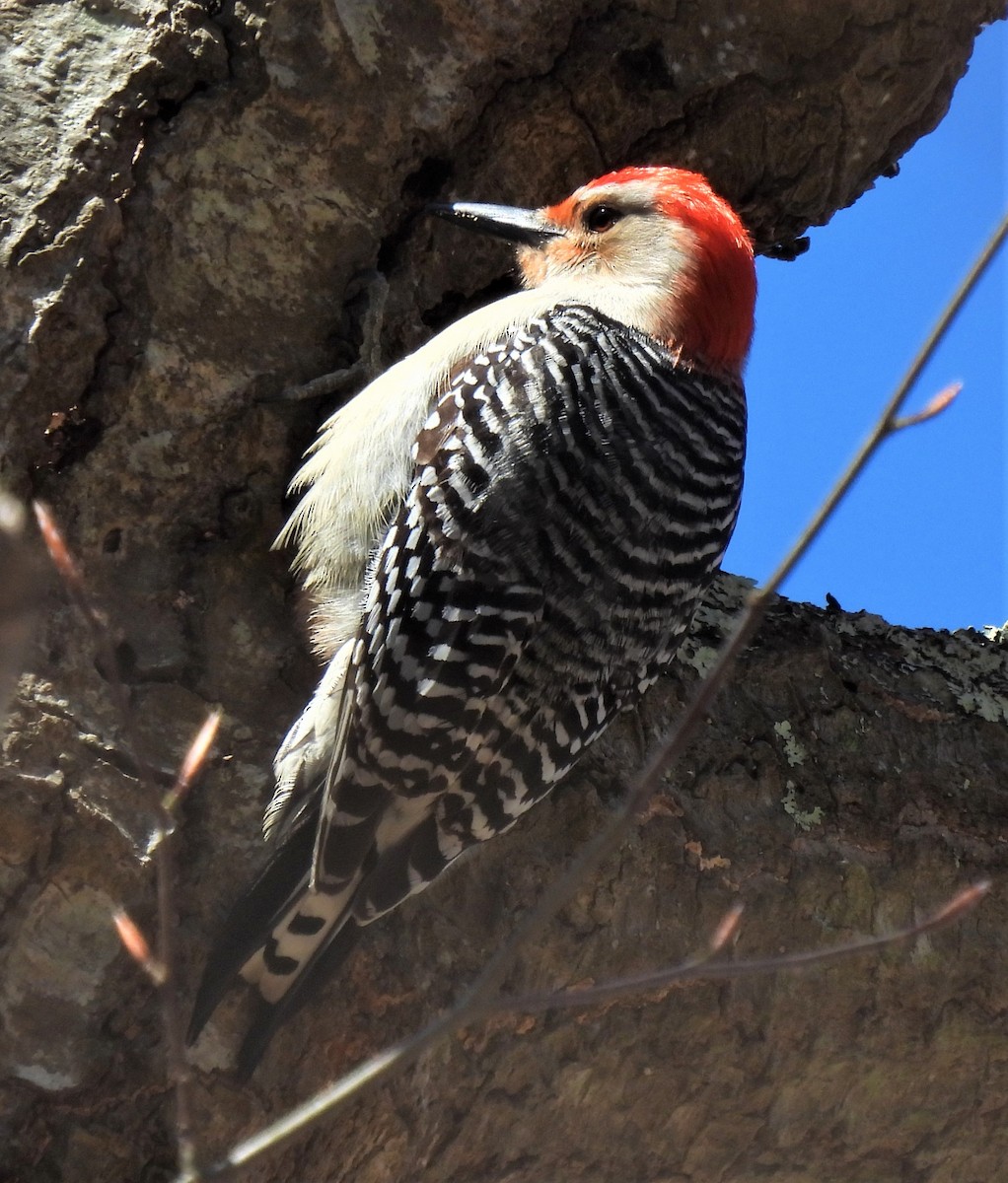 Red-bellied Woodpecker - ML437998171