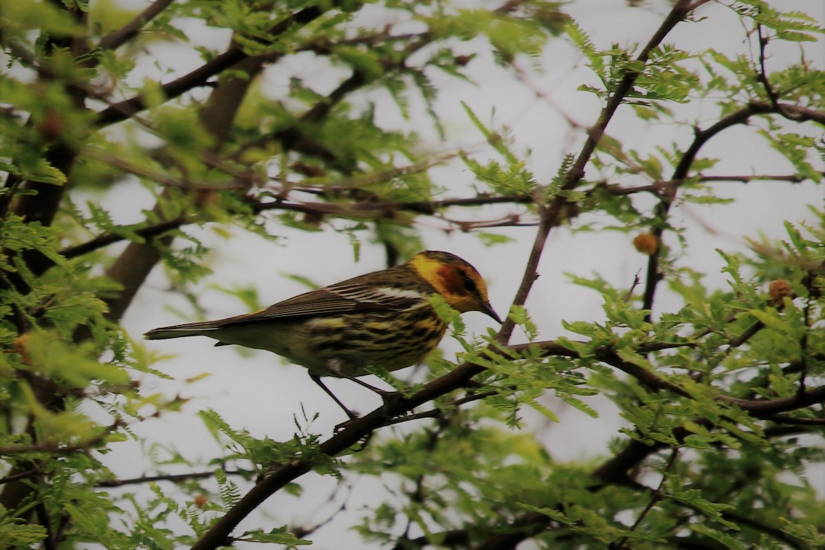 Cape May Warbler - ML437998491