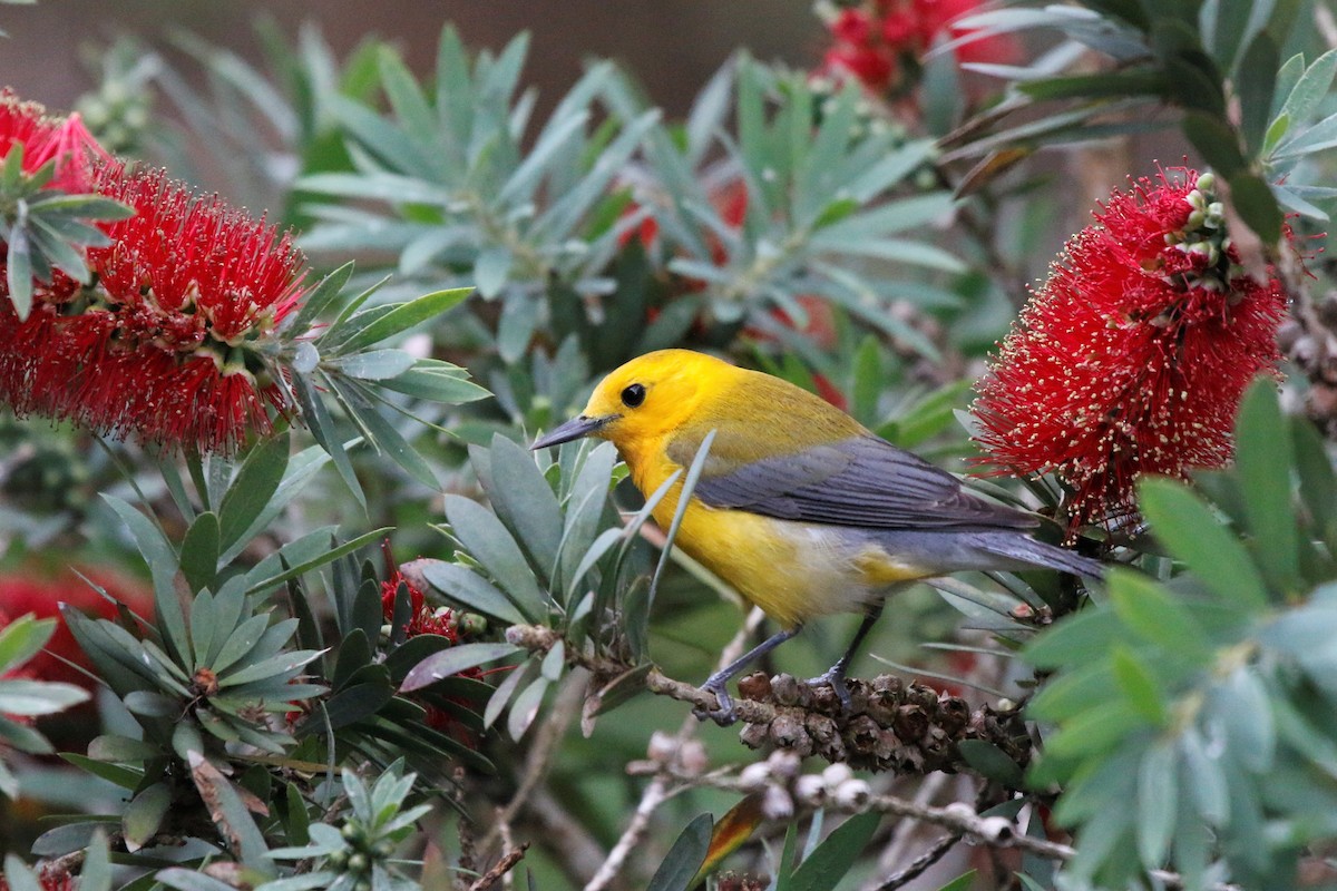 Prothonotary Warbler - ML437998731