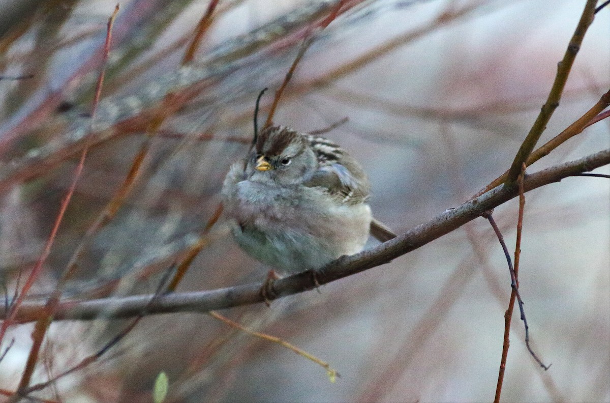 White-crowned Sparrow - ML43800181